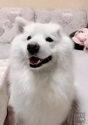 근데 1기 트럼프 겪은 국가들 마인드는 딱 하나임_1.png