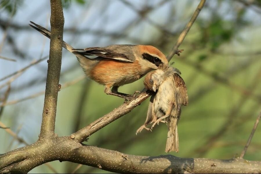 약혐)어느 조류의 기묘한 습성_1.jpg