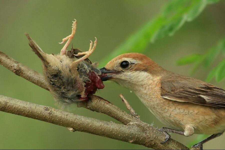 약혐)어느 조류의 기묘한 습성_2.jpg