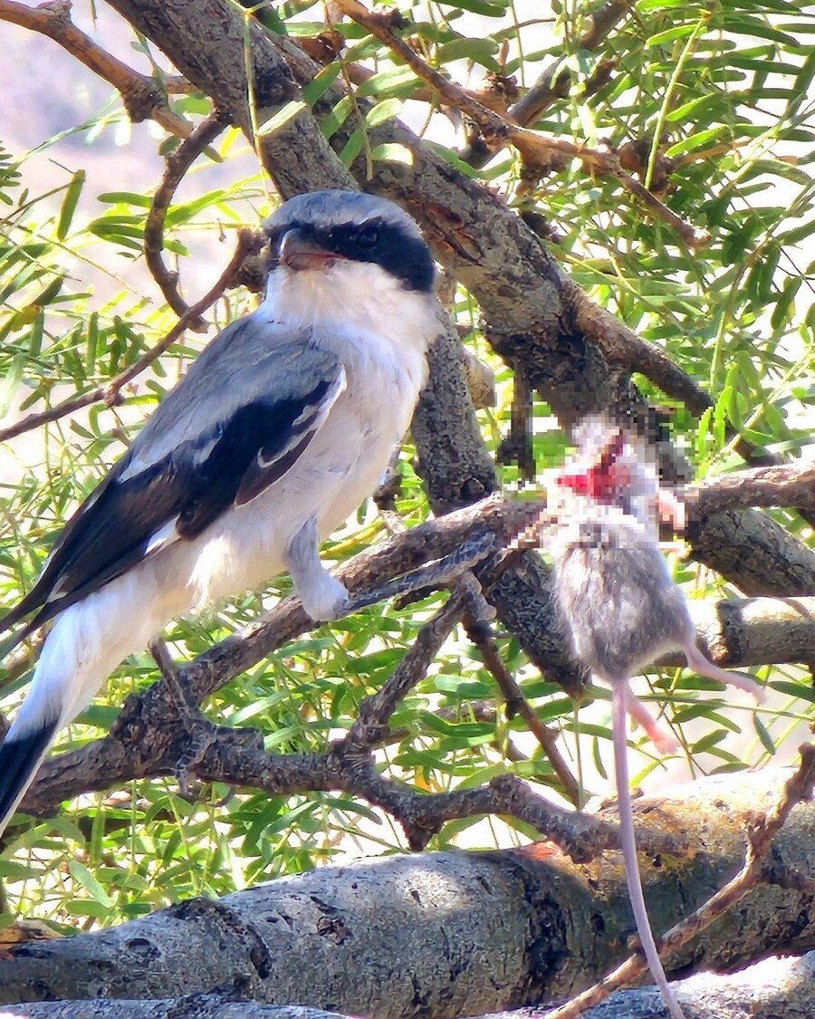 약혐)어느 조류의 기묘한 습성_7.jpg