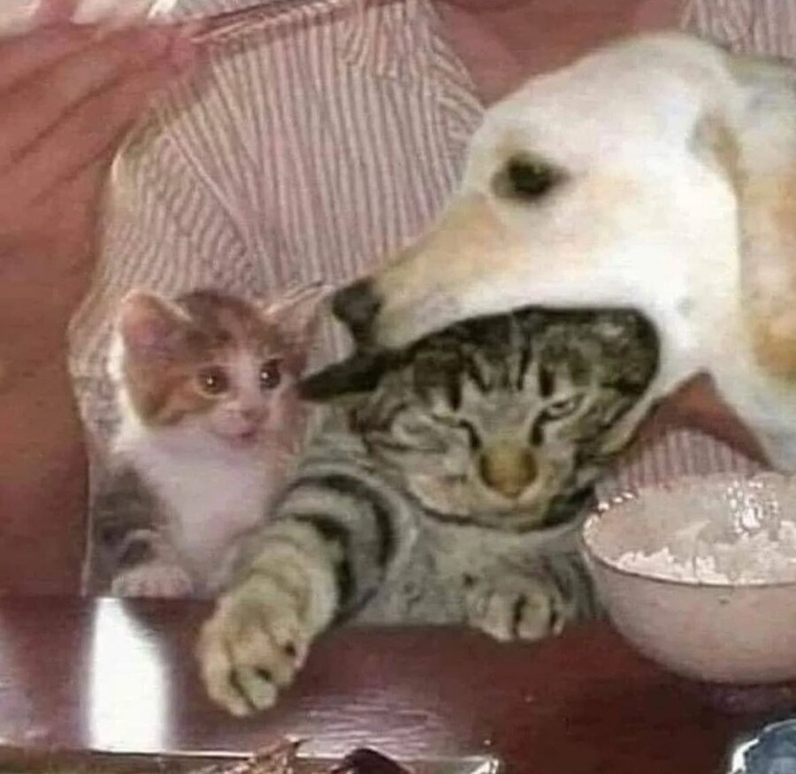 귀여운 고양이들의 카툰&실사 순간들_7.jpg