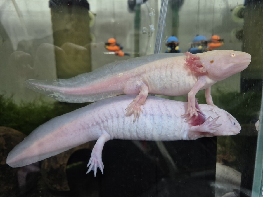 수조)부시 위의 럼프_1.jpg