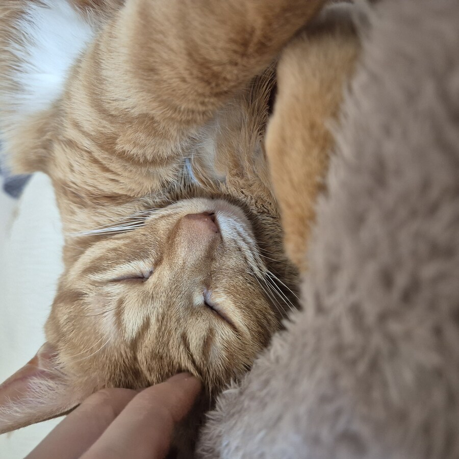 냥집사들 특_5.jpg