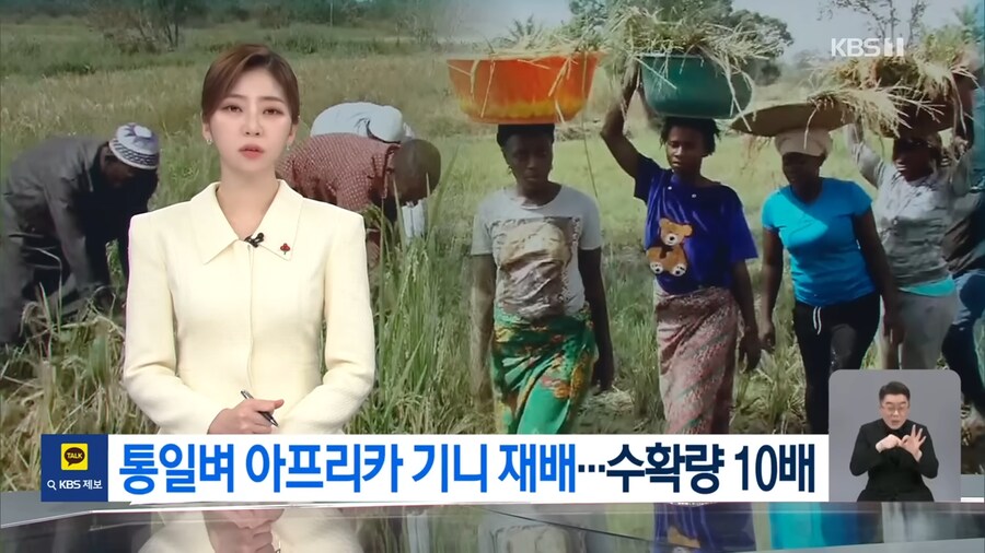 통일벼가 굉장하긴 굉장하구먼_1.png