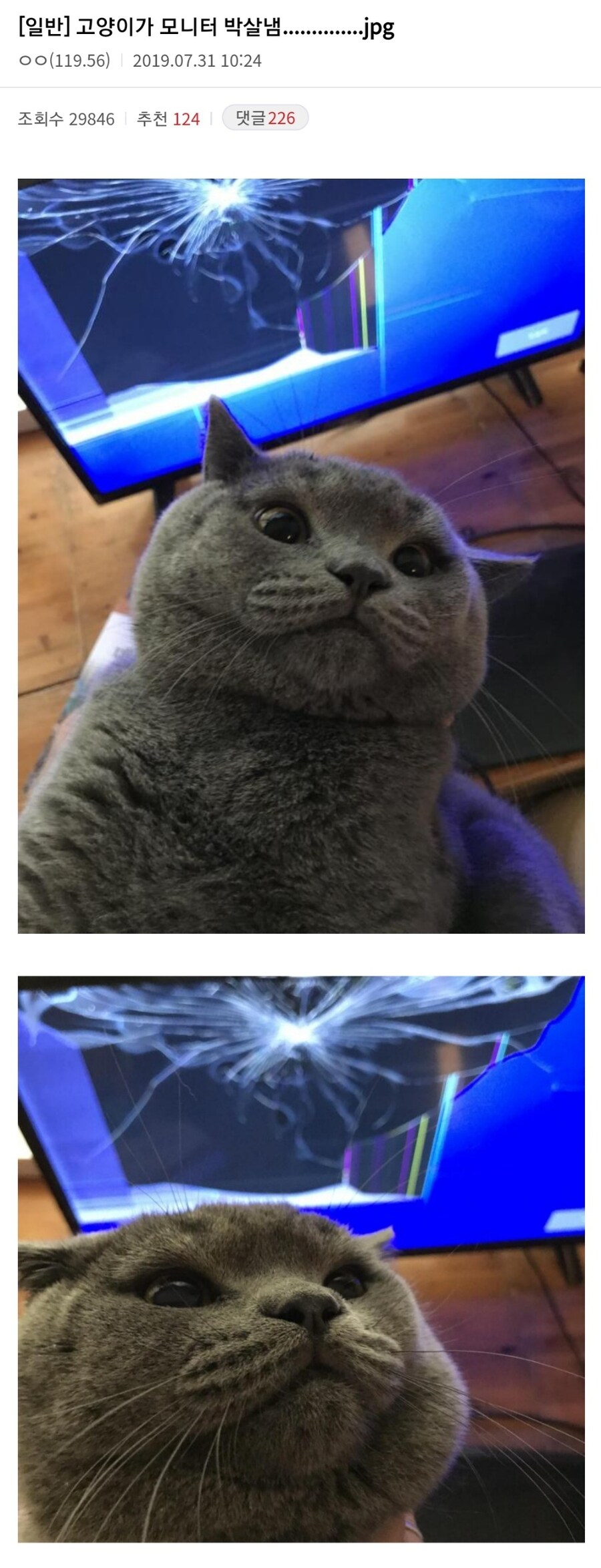 고양이가 모니터 박살냄_1.jpg