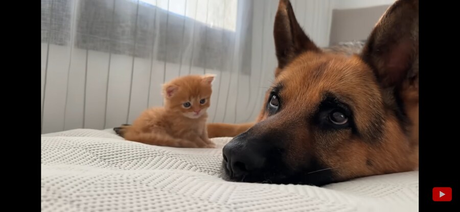 내가 리트리버+아깽이 조합만큼 좋은 것 보여주겠음!!!_5.jpg