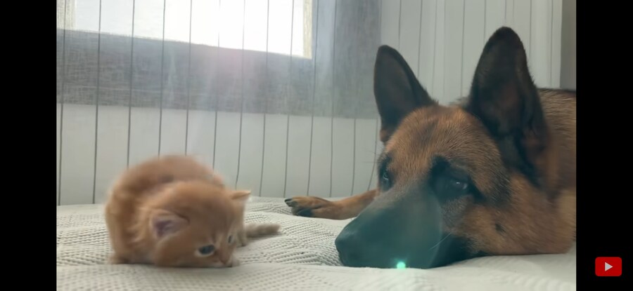 내가 리트리버+아깽이 조합만큼 좋은 것 보여주겠음!!!_6.jpg