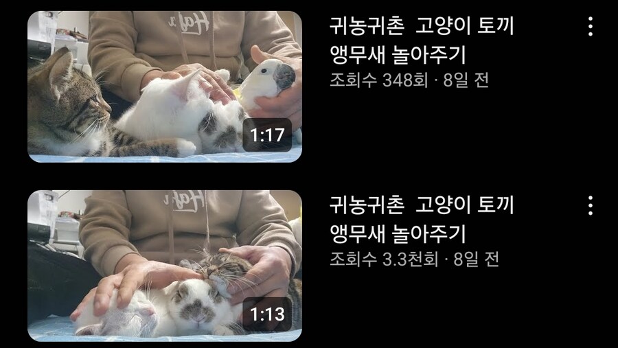 요즘 유튜브 고양이 영상 근황_4.jpg