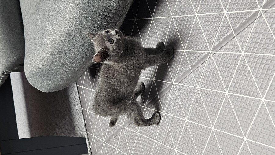 똥꼬발랄한 러블 아깽이 , 분양했습니다. ♥-♥_13.jpg