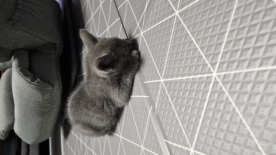 똥꼬발랄한 러블 아깽이 , 분양했습니다. ♥-♥_14.jpg