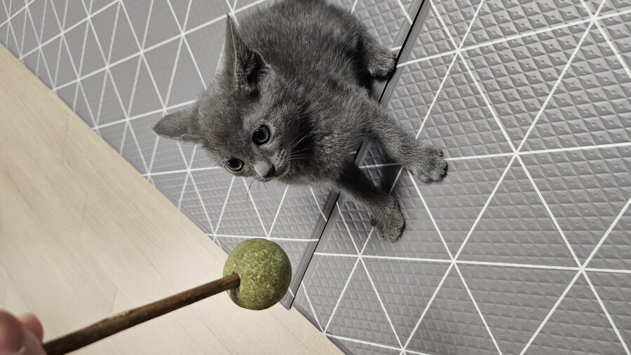 똥꼬발랄한 러블 아깽이 , 분양했습니다. ♥-♥_15.jpg