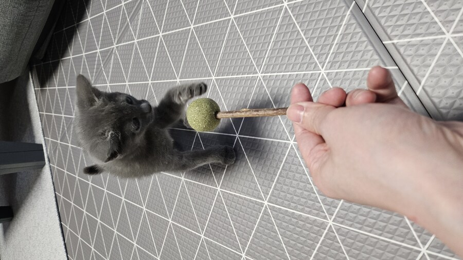 똥꼬발랄한 러블 아깽이 , 분양했습니다. ♥-♥_16.jpg