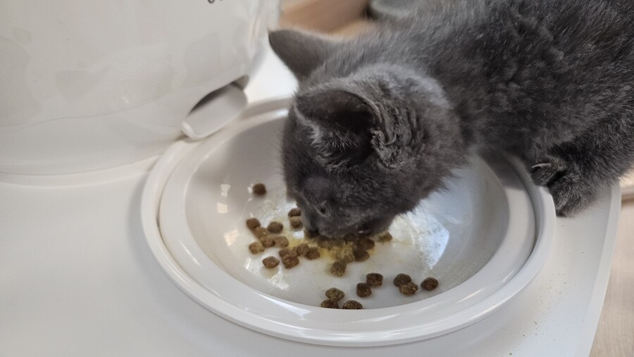 똥꼬발랄한 러블 아깽이 , 분양했습니다. ♥-♥_20.jpg