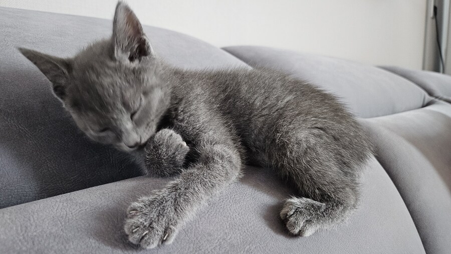 똥꼬발랄한 러블 아깽이 , 분양했습니다. ♥-♥_32.jpg