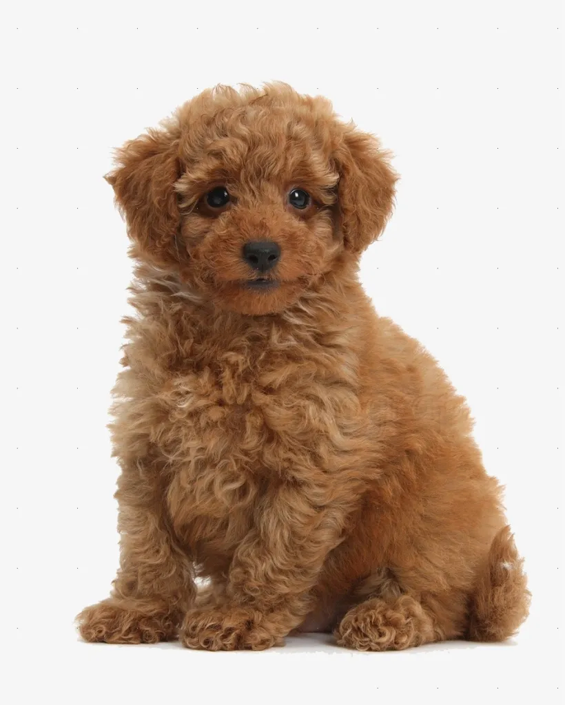 곱슬거리는 대표적인 강아지들_1.webp