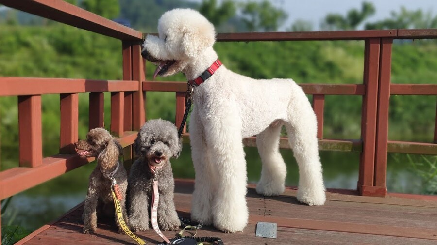 곱슬거리는 대표적인 강아지들_3.jpg