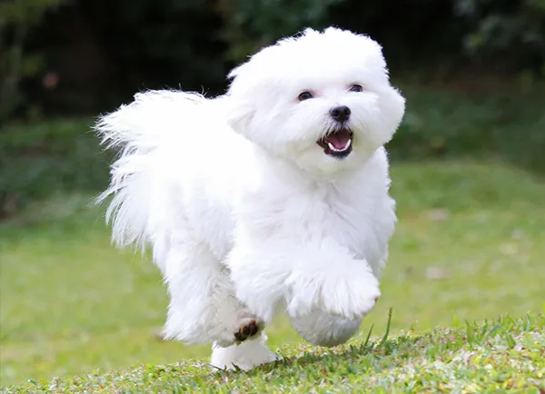 곱슬거리는 대표적인 강아지들_11.webp