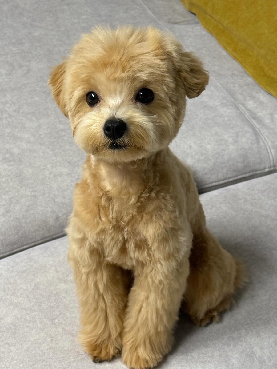 곱슬거리는 대표적인 강아지들_14.jpg