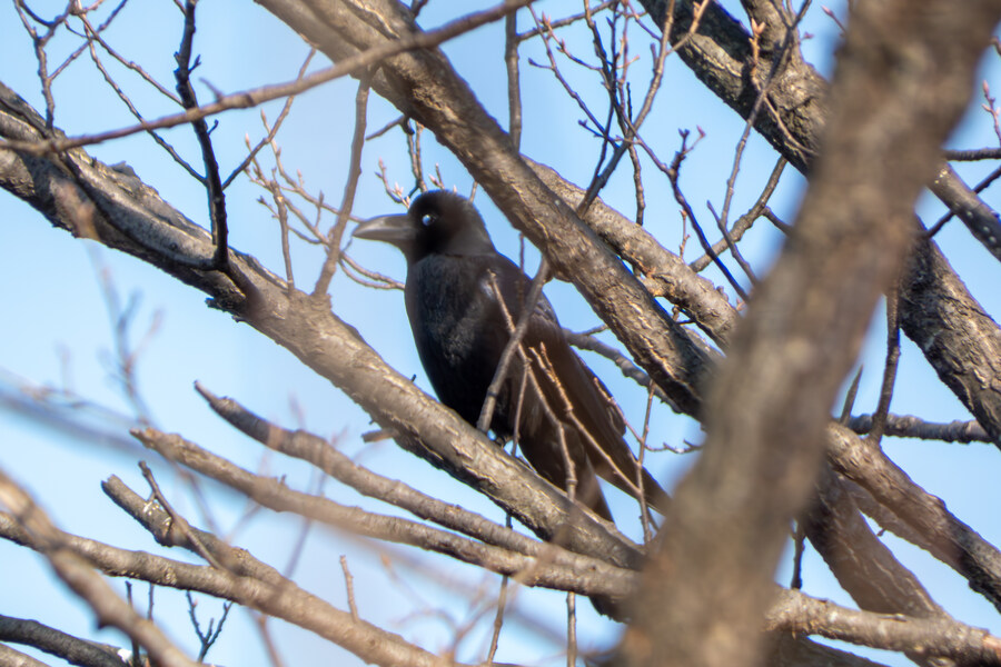 2월 망한 탐조_5.jpg