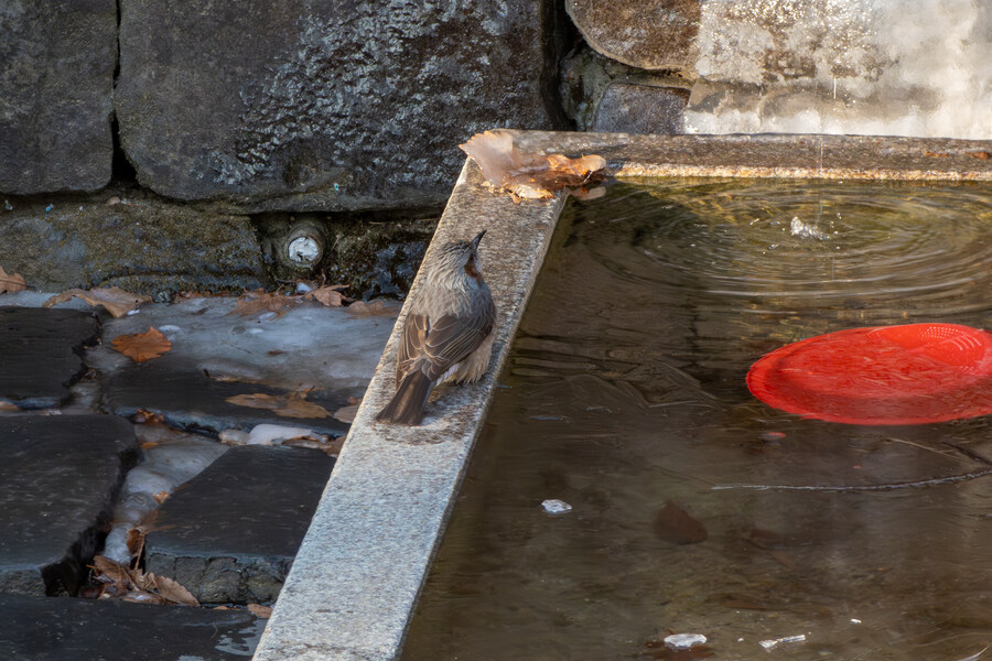 2월 망한 탐조_10.jpg