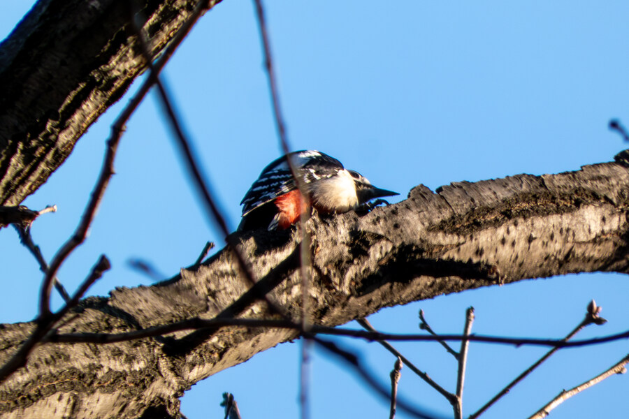 2월 망한 탐조_11.jpg