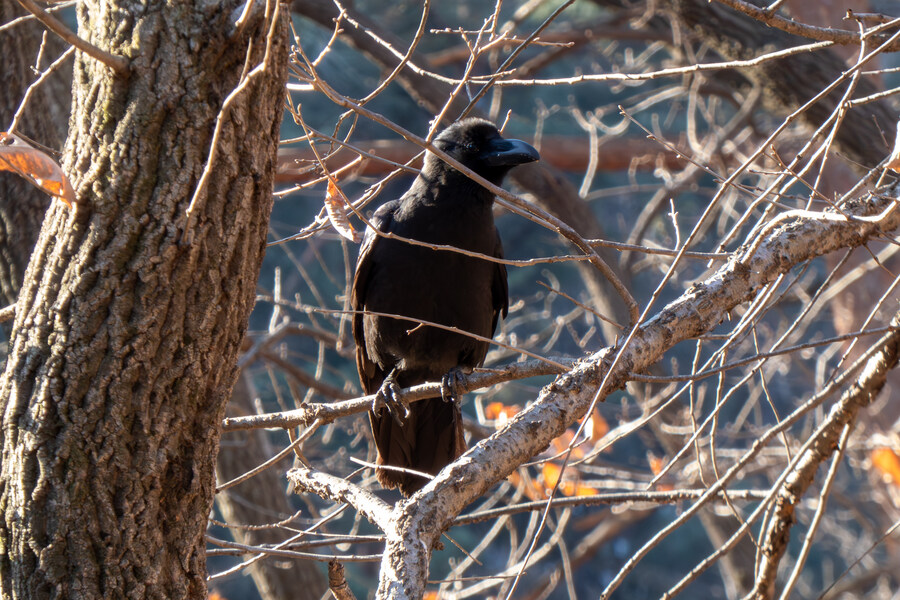2월 망한 탐조_15.jpg
