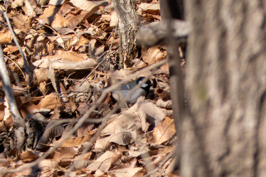 2월 망한 탐조_16.jpg