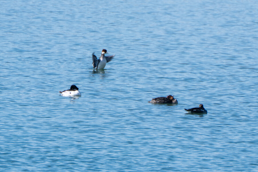 2월 시화호 북단 및 오이도 탐조_10.jpg