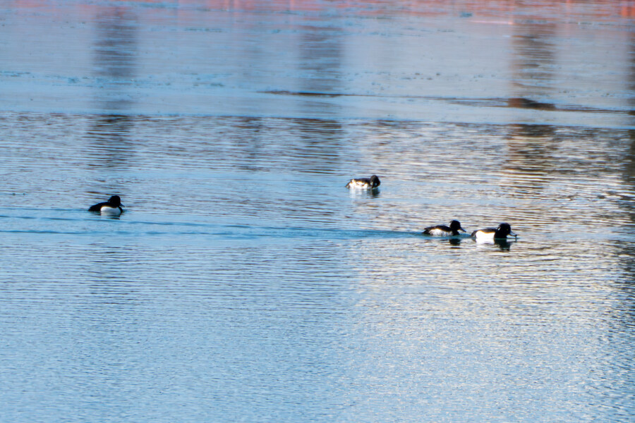 2월 시화호 북단 및 오이도 탐조_13.jpg