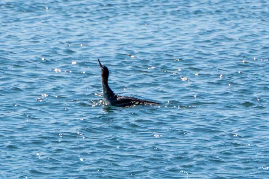 2월 시화호 북단 및 오이도 탐조_14.jpg