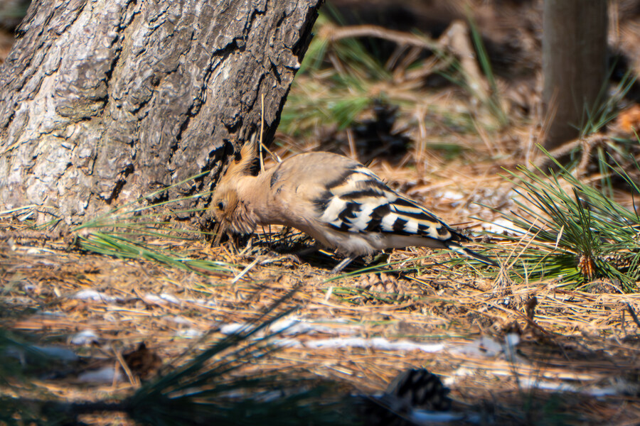 2월 시화호 북단 및 오이도 탐조_20.jpg