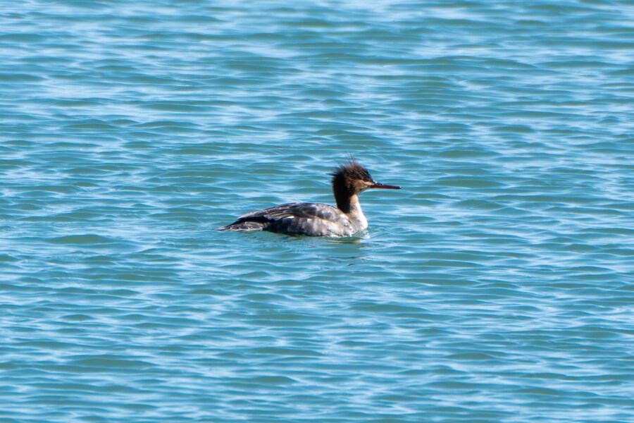 2월 시화호 북단 및 오이도 탐조_25.jpg