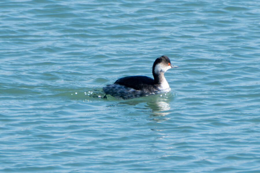 2월 시화호 북단 및 오이도 탐조_27.jpg