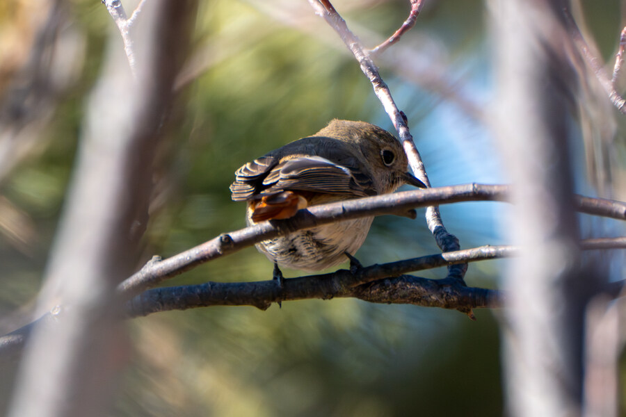 2월 시화호 북단 및 오이도 탐조_37.jpg