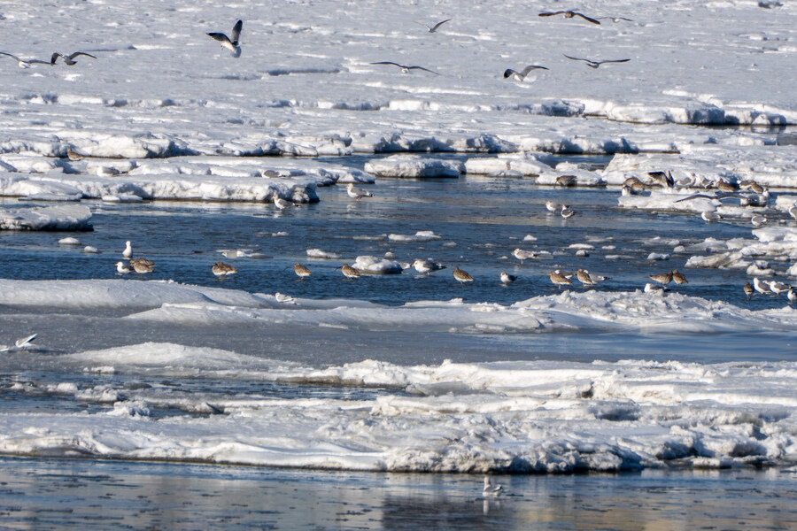 2월 시화호 북단 및 오이도 탐조_44.jpg