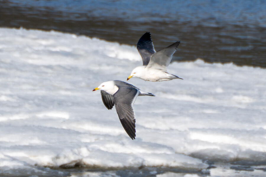 2월 시화호 북단 및 오이도 탐조_45.jpg