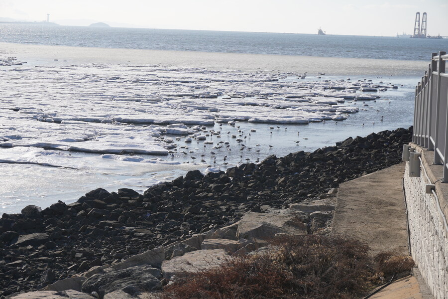 2월 시화호 북단 및 오이도 탐조_48.jpg