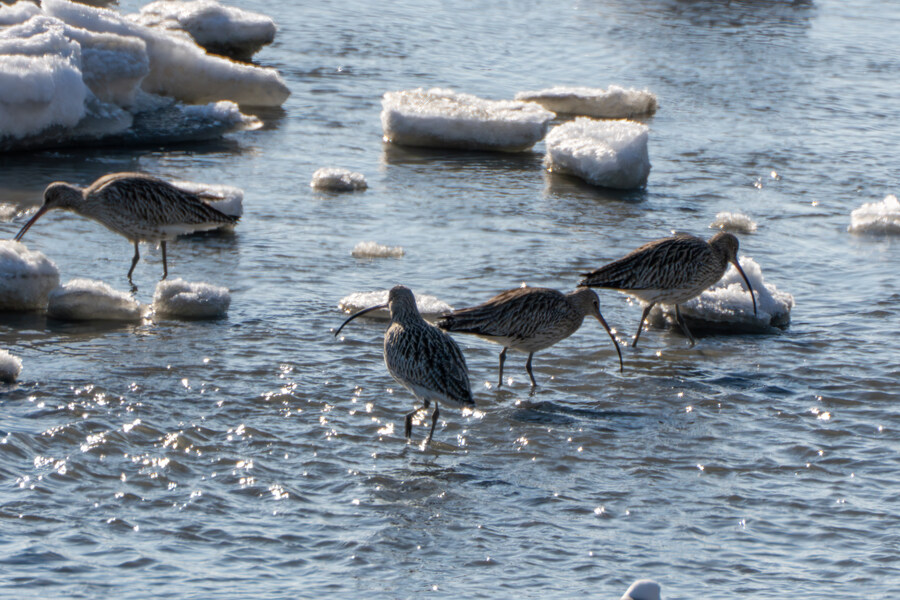 2월 시화호 북단 및 오이도 탐조_50.jpg