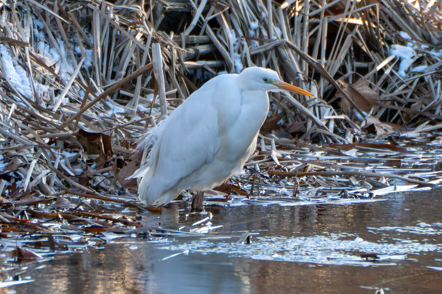2월 시화호 북단 및 오이도 탐조_59.jpg