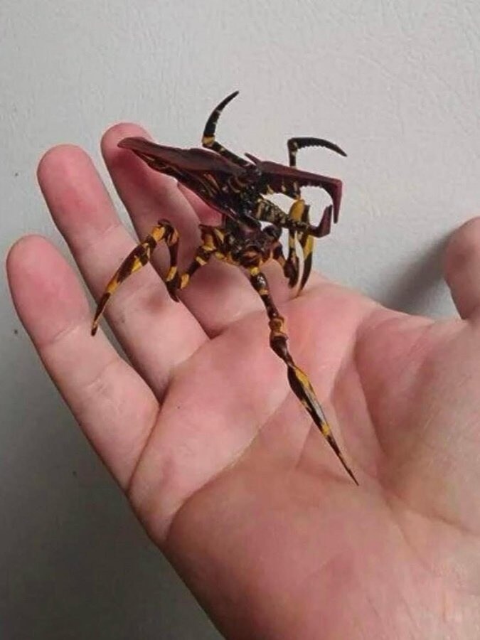 정원에 이상한 벌레가 있어서 신고했는데...._1.jpg