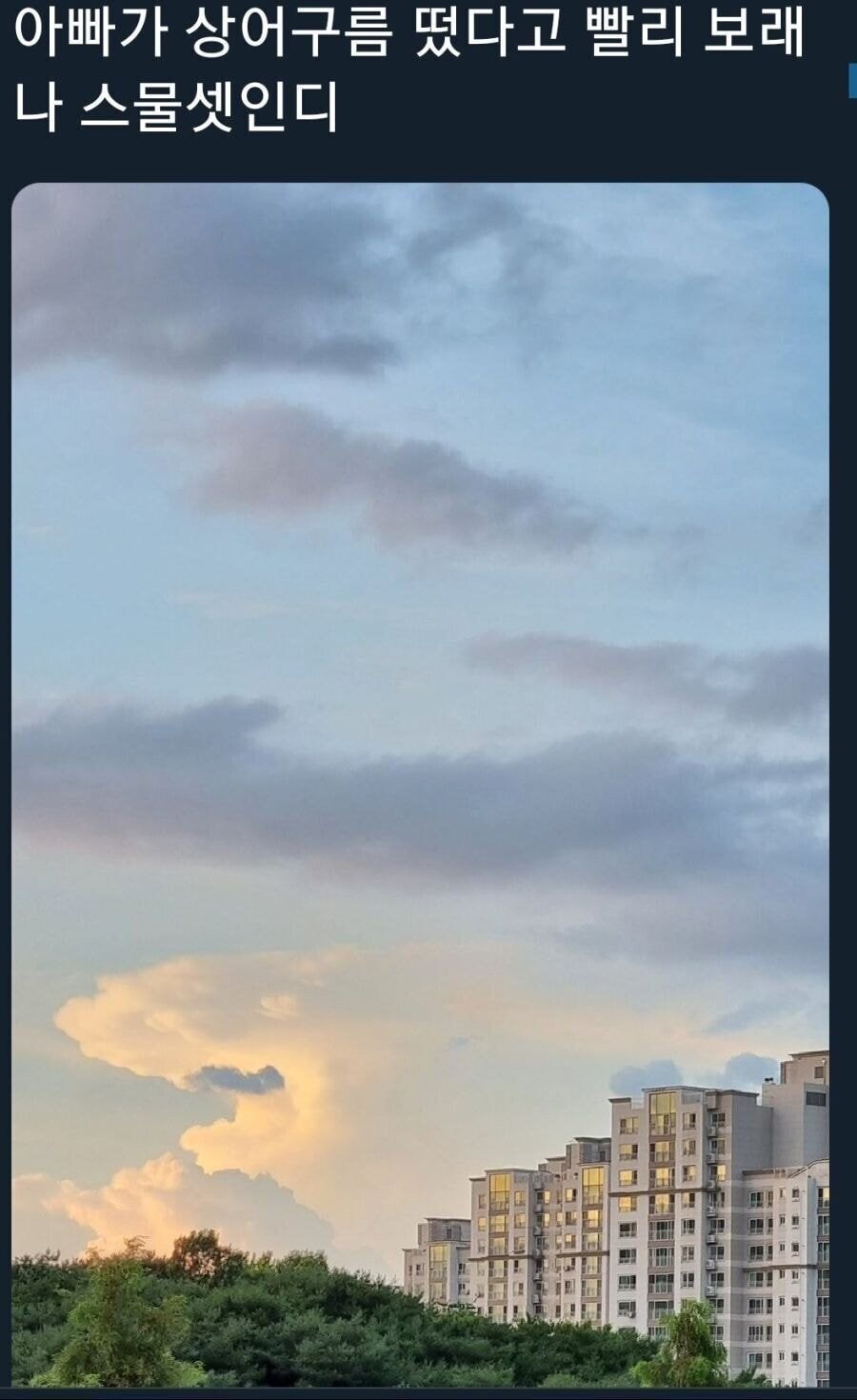 아빠가 상어구름 떴다고 빨리보래_1.jpg