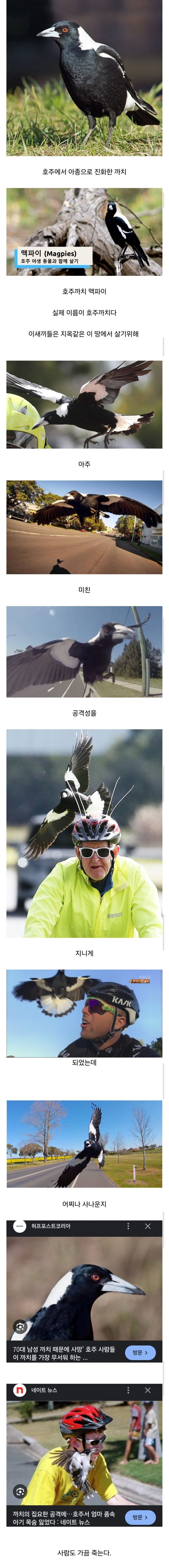 호주 가서 성격 드러워진 까치들.jpg_1.jpg