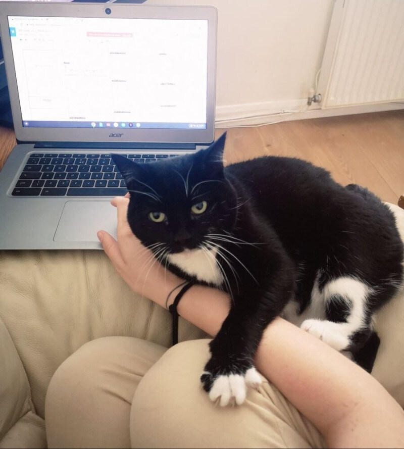 양이가 컴퓨터 하는걸 방해 할때는_1.jpg