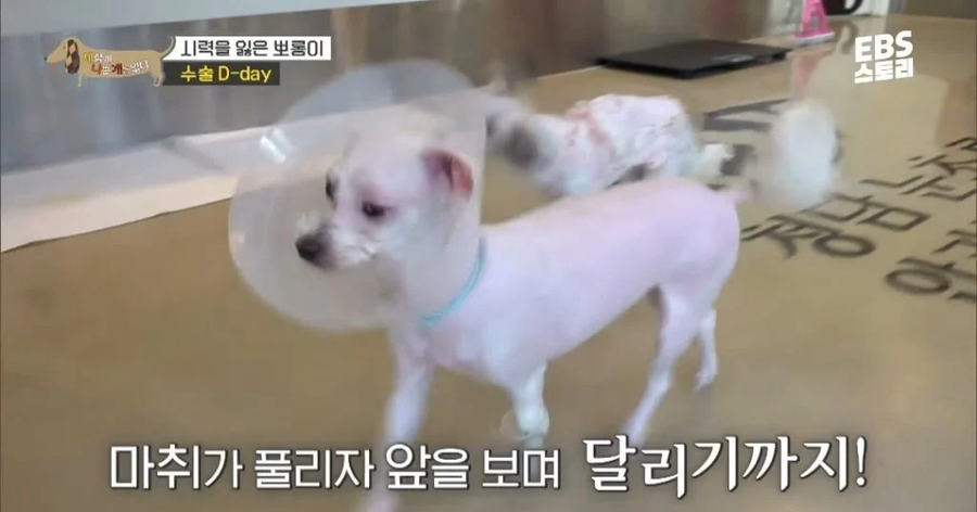 학대로 시력 잃은 강아지가 사랑하는 사람을 처음 본 날_2.webp