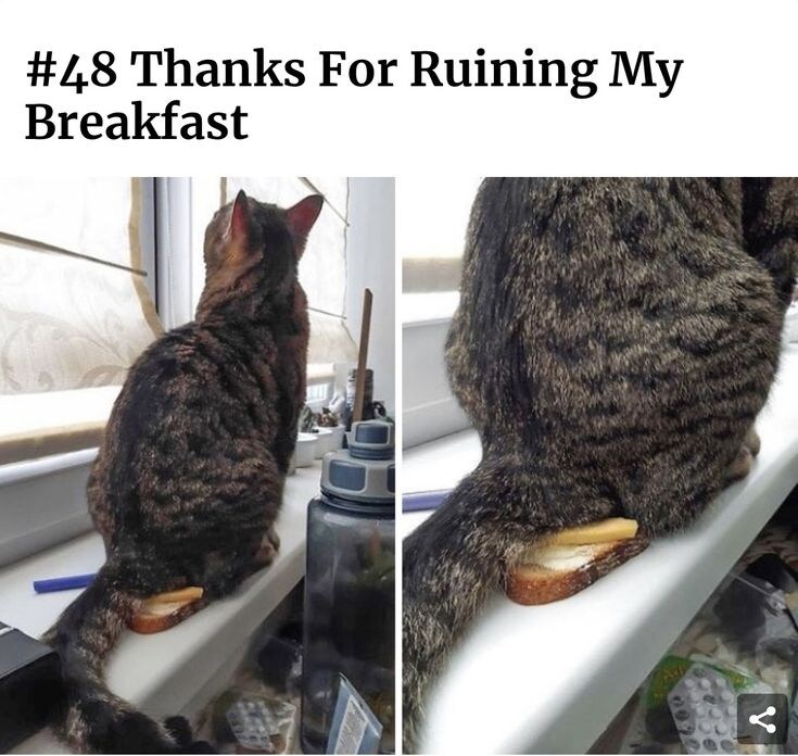 집사의 아침식사를 본 고양이 특.jpg_1.jpg