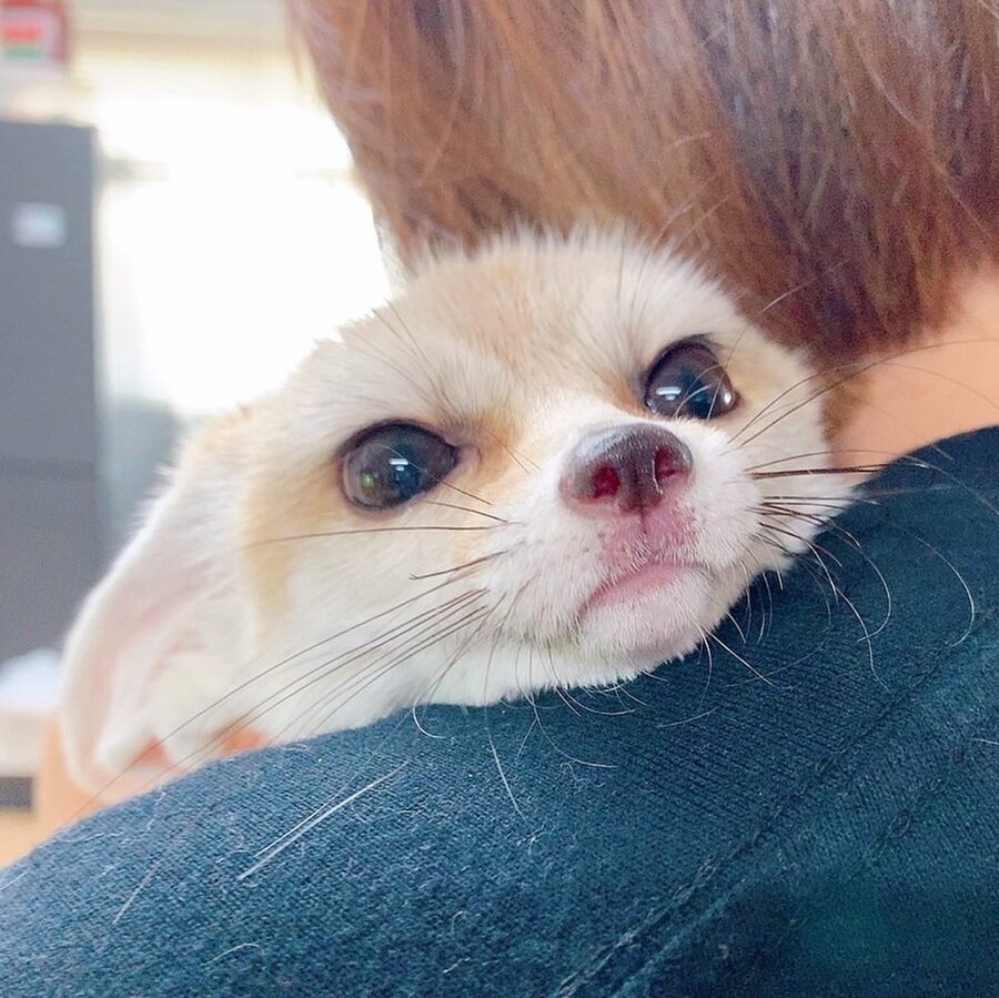 여우 보고 힐링해_3.jpg