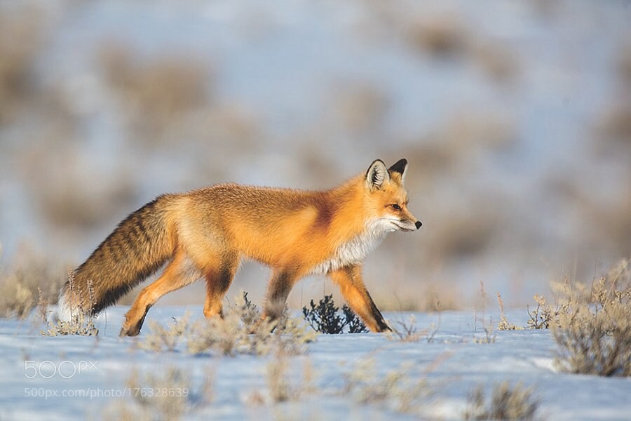 여우 보고 힐링해_6.jpg