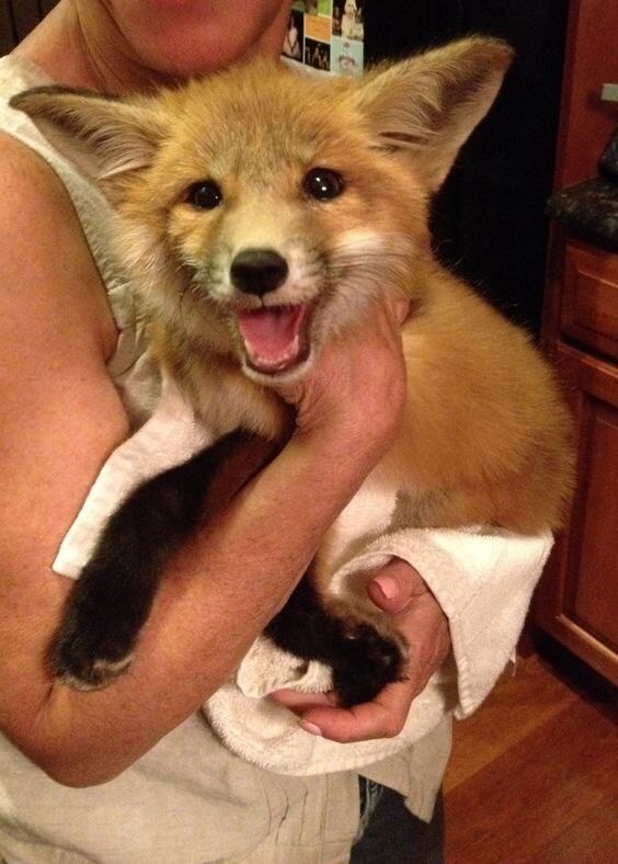 여우 보고 힐링해_8.jpg