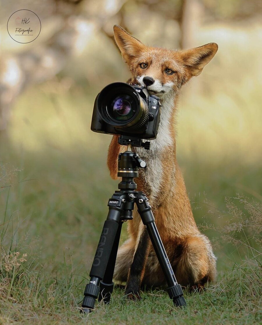 여우 보고 힐링해_10.jpg