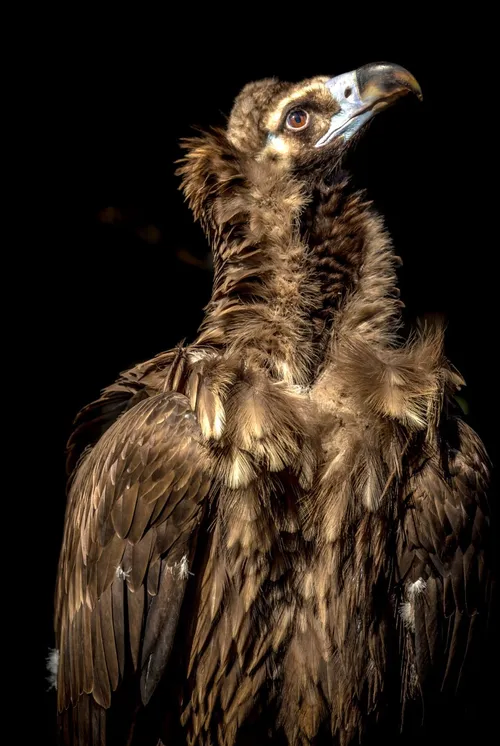 베글에 독수리관련글이 있어서 올리는 상식하나_1.webp